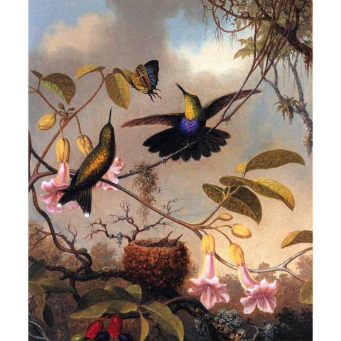 Fork Tailed Woodnymph Black Modern Wood Framed Art Print by Heade, Martin Johnson