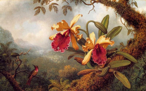 Orchids And Hummingbird Black Ornate Wood Framed Art Print with Double Matting by Heade, Martin Johnson