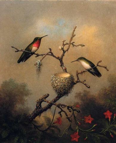 Ruby Throated Hummingbird Black Ornate Wood Framed Art Print with Double Matting by Heade, Martin Johnson