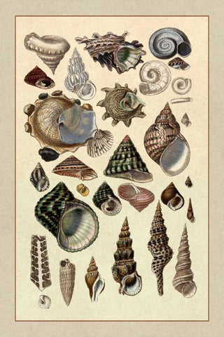Shells: Trachelipoda #3 White Modern Wood Framed Art Print with Double Matting by Sowerby, G.B.