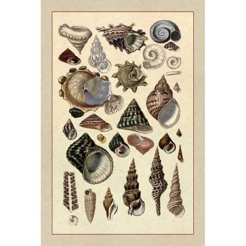 Shells: Trachelipoda #3 Black Modern Wood Framed Art Print by Sowerby, G.B.