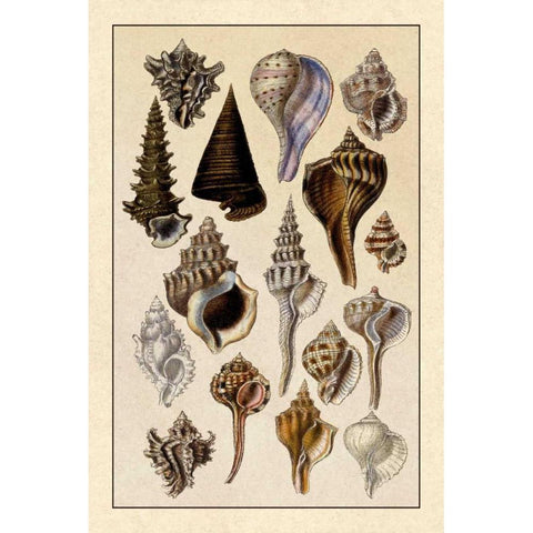 Shells: Trachelipoda #4 Gold Ornate Wood Framed Art Print with Double Matting by Sowerby, G.B.