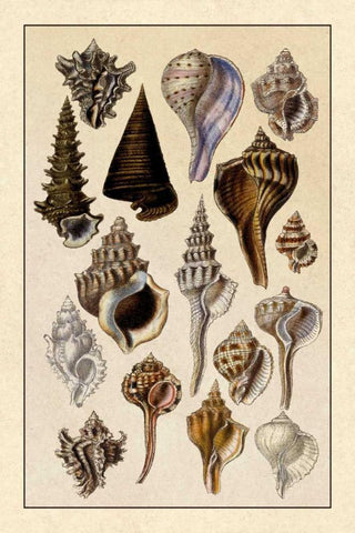 Shells: Trachelipoda #4 White Modern Wood Framed Art Print with Double Matting by Sowerby, G.B.