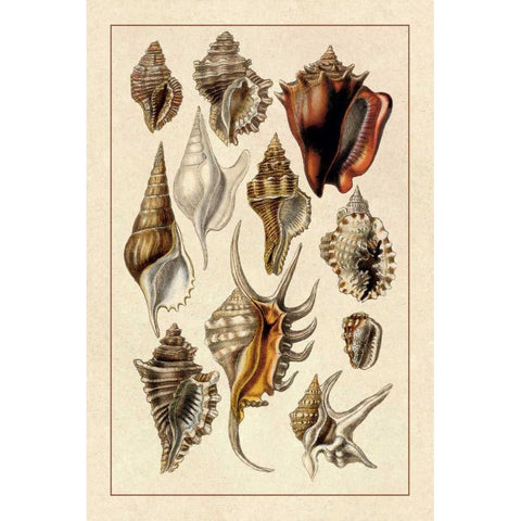 Shells: Trachelipoda #5 Black Modern Wood Framed Art Print with Double Matting by Sowerby, G.B.