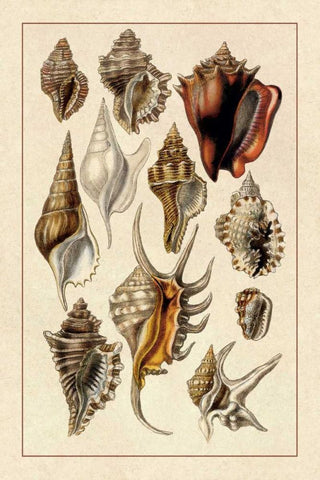 Shells: Trachelipoda #5 Black Ornate Wood Framed Art Print with Double Matting by Sowerby, G.B.