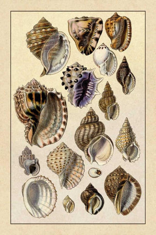 Shells: Purpurifera Black Ornate Wood Framed Art Print with Double Matting by Sowerby, G.B.