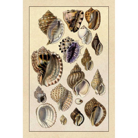 Shells: Purpurifera Black Modern Wood Framed Art Print by Sowerby, G.B.