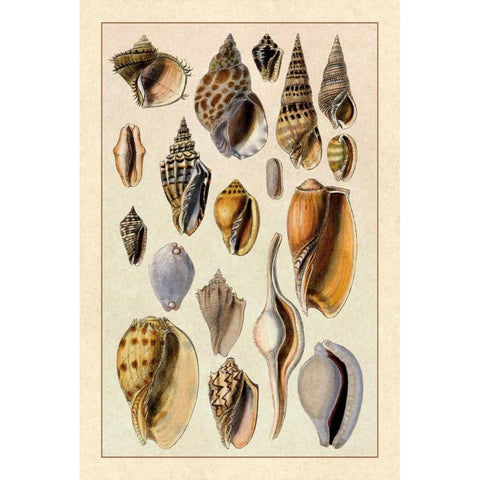 Shells: Trachelipoda #6 Black Modern Wood Framed Art Print by Sowerby, G.B.