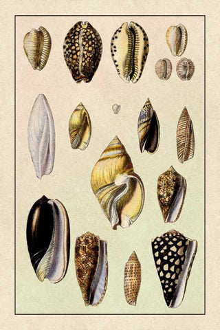 Shells: Convoltae and Orthocerata White Modern Wood Framed Art Print with Double Matting by Sowerby, G.B.