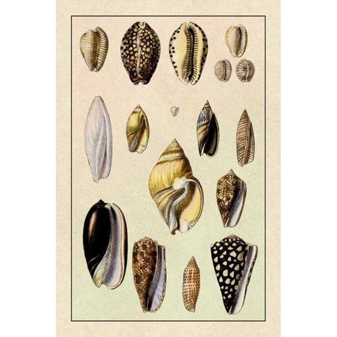 Shells: Convoltae and Orthocerata Black Modern Wood Framed Art Print with Double Matting by Sowerby, G.B.