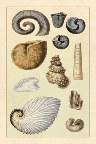 Shells: Ammonacea Black Ornate Wood Framed Art Print with Double Matting by Sowerby, G.B.
