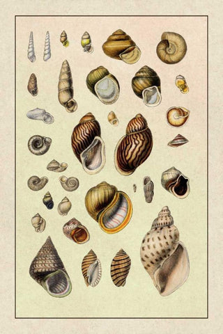 Shells: Sessile Cirripedes #2 White Modern Wood Framed Art Print with Double Matting by Sowerby, G.B.
