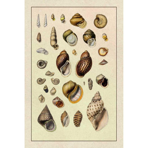 Shells: Sessile Cirripedes #2 Black Modern Wood Framed Art Print by Sowerby, G.B.