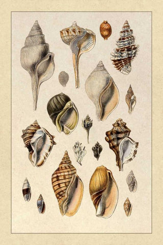 Shells: Sessile Cirripedes #3 Black Ornate Wood Framed Art Print with Double Matting by Sowerby, G.B.