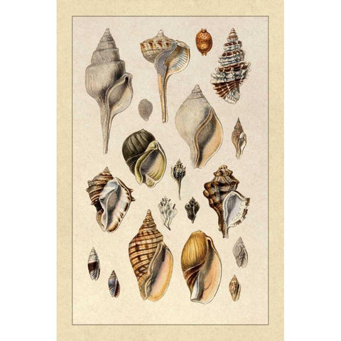 Shells: Sessile Cirripedes #3 Gold Ornate Wood Framed Art Print with Double Matting by Sowerby, G.B.