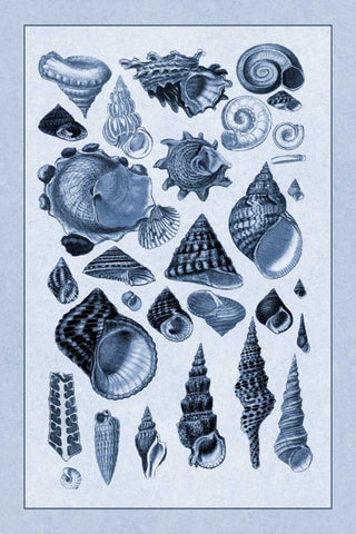 Shells: Trachelipoda #3 (Blue) Black Ornate Wood Framed Art Print with Double Matting by Sowerby, G.B.