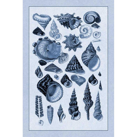 Shells: Trachelipoda #3 (Blue) Black Modern Wood Framed Art Print with Double Matting by Sowerby, G.B.