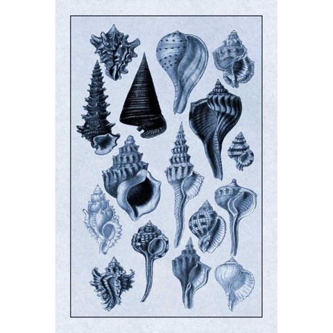 Shells: Trachelipoda #4 (Blue) White Modern Wood Framed Art Print by Sowerby, G.B.