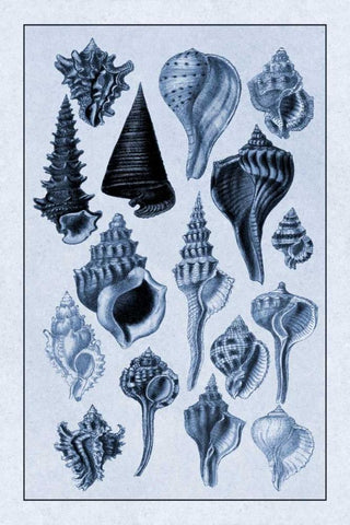 Shells: Trachelipoda #4 (Blue) White Modern Wood Framed Art Print with Double Matting by Sowerby, G.B.