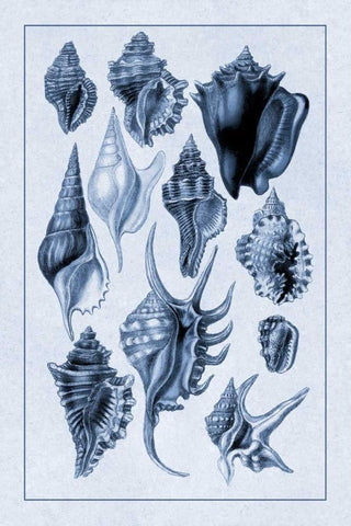 Shells: Trachelipoda #5 (Blue) Black Ornate Wood Framed Art Print with Double Matting by Sowerby, G.B.