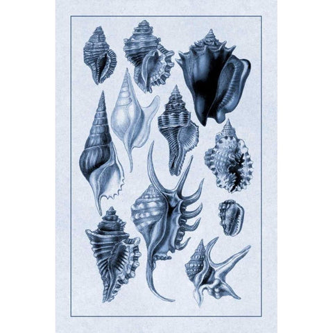 Shells: Trachelipoda #5 (Blue) Black Modern Wood Framed Art Print with Double Matting by Sowerby, G.B.