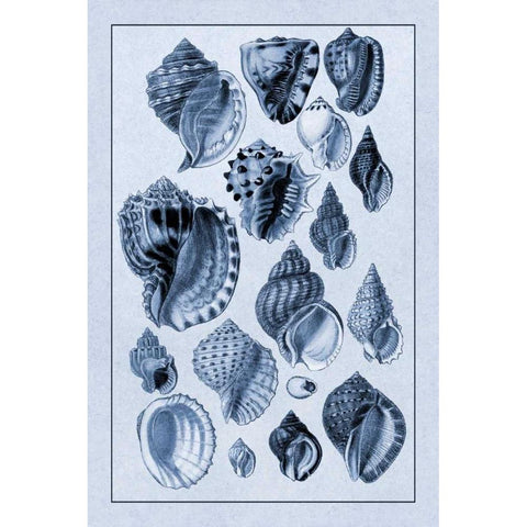 Shells: Purpurifera (Blue) Gold Ornate Wood Framed Art Print with Double Matting by Sowerby, G.B.
