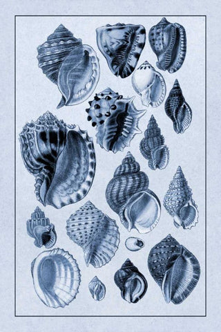 Shells: Purpurifera (Blue) Black Ornate Wood Framed Art Print with Double Matting by Sowerby, G.B.
