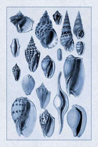 Shells: Trachelipoda #6 (Blue) White Modern Wood Framed Art Print with Double Matting by Sowerby, G.B.