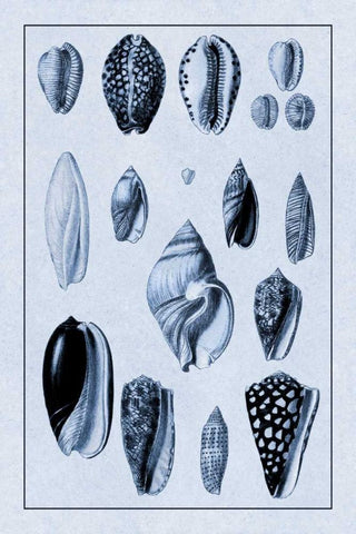 Shells: Convoltae and Orthocerata (Blue) Black Ornate Wood Framed Art Print with Double Matting by Sowerby, G.B.