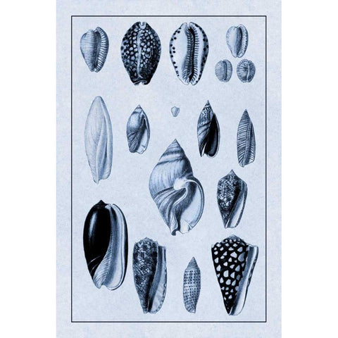 Shells: Convoltae and Orthocerata (Blue) Gold Ornate Wood Framed Art Print with Double Matting by Sowerby, G.B.