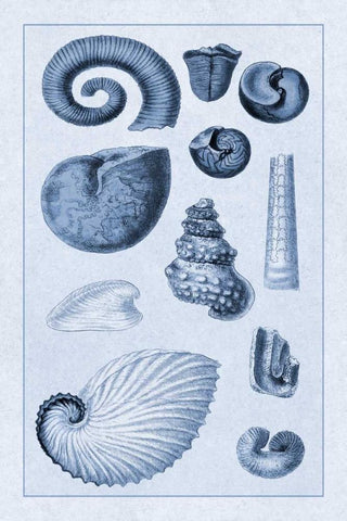 Shells: Ammonacea (Blue) White Modern Wood Framed Art Print with Double Matting by Sowerby, G.B.