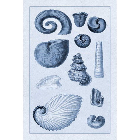 Shells: Ammonacea (Blue) White Modern Wood Framed Art Print by Sowerby, G.B.