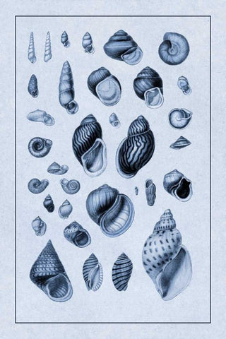 Shells: Sessile Cirripedes #2 (Blue) White Modern Wood Framed Art Print with Double Matting by Sowerby, G.B.