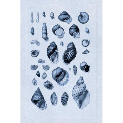Shells: Sessile Cirripedes #2 (Blue) Black Modern Wood Framed Art Print by Sowerby, G.B.