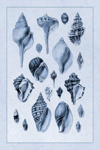 Shells: Sessile Cirripedes #3 (Blue) White Modern Wood Framed Art Print with Double Matting by Sowerby, G.B.