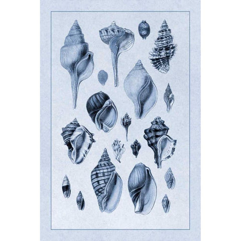 Shells: Sessile Cirripedes #3 (Blue) Black Modern Wood Framed Art Print by Sowerby, G.B.