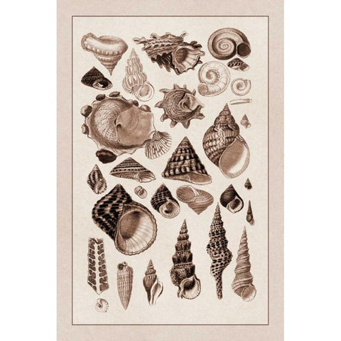 Shells: Trachelipoda #3 (Sepia) Black Modern Wood Framed Art Print by Sowerby, G.B.