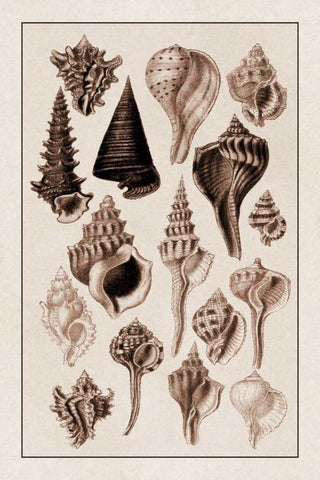 Shells: Trachelipoda #4 (Sepia) White Modern Wood Framed Art Print with Double Matting by Sowerby, G.B.