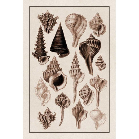 Shells: Trachelipoda #4 (Sepia) Gold Ornate Wood Framed Art Print with Double Matting by Sowerby, G.B.