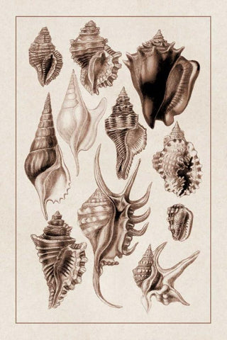 Shells: Trachelipoda #5 (Sepia) White Modern Wood Framed Art Print with Double Matting by Sowerby, G.B.
