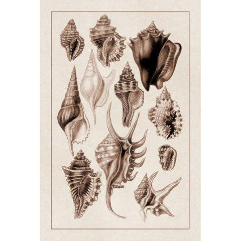 Shells: Trachelipoda #5 (Sepia) Black Modern Wood Framed Art Print by Sowerby, G.B.