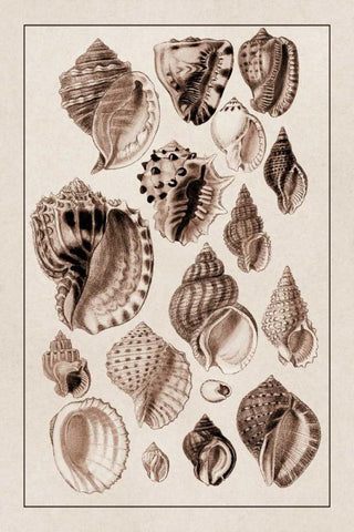 Shells: Purpurifera (Sepia) White Modern Wood Framed Art Print with Double Matting by Sowerby, G.B.