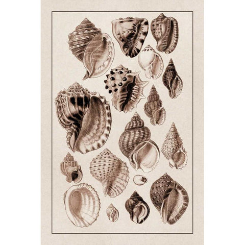 Shells: Purpurifera (Sepia) White Modern Wood Framed Art Print by Sowerby, G.B.