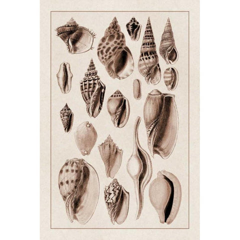 Shells: Trachelipoda #6 (Sepia) Black Modern Wood Framed Art Print by Sowerby, G.B.