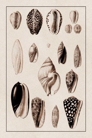 Shells: Convoltae and Orthocerata (Sepia) Black Ornate Wood Framed Art Print with Double Matting by Sowerby, G.B.