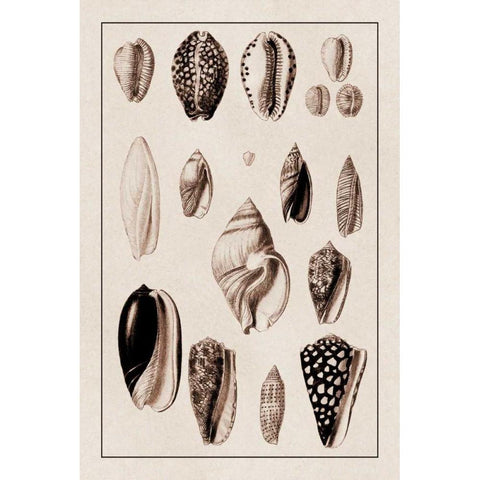 Shells: Convoltae and Orthocerata (Sepia) Gold Ornate Wood Framed Art Print with Double Matting by Sowerby, G.B.