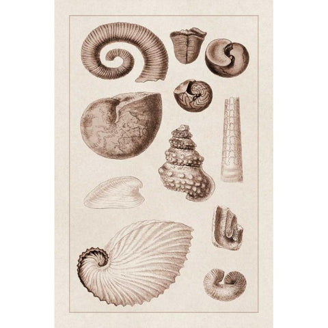 Shells: Ammonacea (Sepia) Black Modern Wood Framed Art Print with Double Matting by Sowerby, G.B.