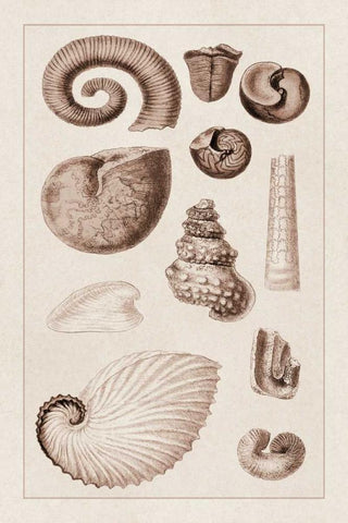 Shells: Ammonacea (Sepia) White Modern Wood Framed Art Print with Double Matting by Sowerby, G.B.