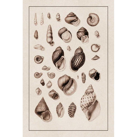Shells: Sessile Cirripedes #2 (Sepia) Black Modern Wood Framed Art Print with Double Matting by Sowerby, G.B.