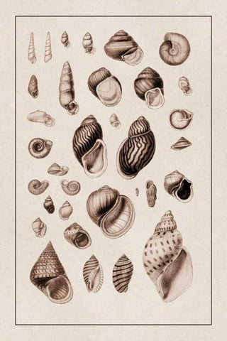 Shells: Sessile Cirripedes #2 (Sepia) Black Ornate Wood Framed Art Print with Double Matting by Sowerby, G.B.